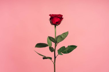 Uzun saplı kırmızı gül canlı pembe bir zemin üzerinde yükseliyor, aşk ve romantizmin özünü yakalıyor, Sevgililer Günü ve özel günler için mükemmel