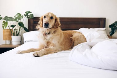 Golden retriever köpeği beyaz çarşaflar ve yastıklarla yapılmamış bir yatakta uzanıyor. Parlak, modern bir yatak odasında ev bitkileriyle dinleniyor.