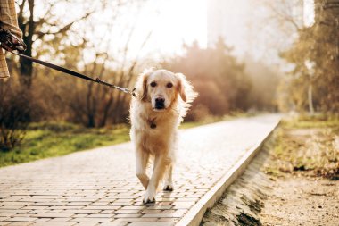 Sahibi, parkta asfalt bir yol boyunca tasmalı bir golden retriever ile yürüyor, tüylü eşleriyle güneşli bir günün tadını çıkarıyor, egzersiz ve temiz havanın keyfini kucaklıyor.
