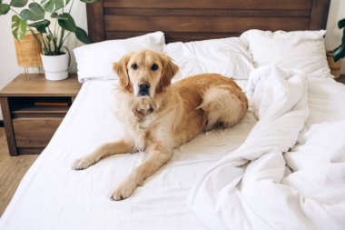 Golden retriever köpeği modern bir yatak odasında beyaz çarşaflarla yatar, huzurlu bir sabahın sıcaklığında güneşlenir, evdeki rahatlık ve memnuniyeti somutlaştırır.