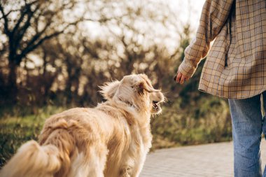 Golden Retriever, batan güneşin sıcacık parıltısıyla aydınlanan sahibiyle parkta yürüyüşün keyfini çıkarıyor. Huzurlu ve huzurlu bir arkadaşlık ve doğa manzarası yaratıyor.
