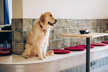 Golden retriever köpeği sabırla kafe bankında oturuyor, ortamın tadını çıkarıyor ve sahibinin dönüşünü bekliyor, evcil hayvan dostu mekanlar sergiliyor. Hayvan sevgisi konsepti