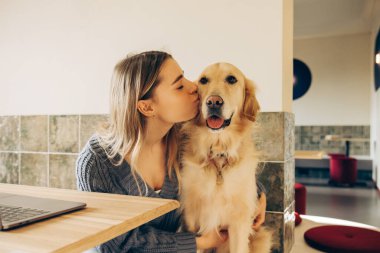 Genç sarışın serbest çalışan kadın, modern bir hayvan dostu çalışma alanında dizüstü bilgisayarıyla çalışırken golden retriever köpeğini öpüyor.