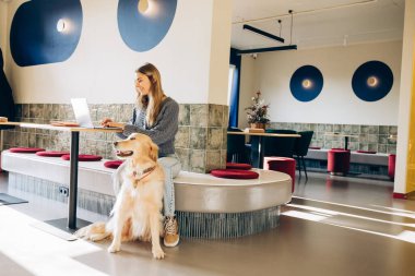 Evcil hayvan dostu bir çalışma alanında uzaktan bilgisayar kullanan genç bir kadın yanında Golden Retriever köpeği oturuyordu.