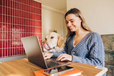 Golden retriever 'ı rahat bir şekilde kucağında oturup burnunu yalarken ve modern bir ev ofisinde rahat bir atmosfer yaratırken genç bir kadın dizüstü bilgisayarıyla çalışıyor.