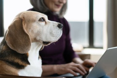 Yaşlı kadın evde bilgisayarını, evcil hayvan ve teknoloji kavramını kullanırken sevimli av köpeği bakışlarını kaçırıyor.