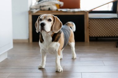Parlak, modern bir dairede, ahşap bir zeminde duran sevimli Beagle köpeği, rahat bir ortamda merak ve neşe saçıyor.