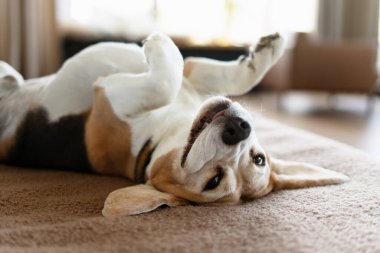 Beagle köpeği evinde rahatça dinleniyor, kahverengi bir kanepeye uzanmış, pençeleri havada, neşe ve huzur dolu bir anın tadını çıkarıyor.