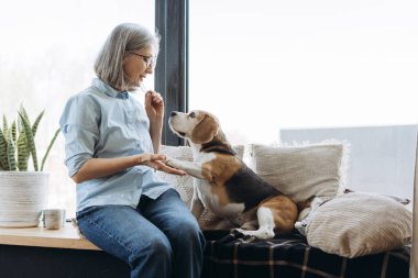 Emekli kadın av köpeğini eğitiyor, ona bir ödül veriyor ve pençesini sallıyor, pencere kenarında minderlerle oturuyor, bir bitkinin yanında. Hayvan konseptine bayılırım.