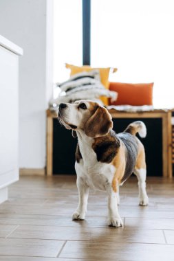 Modern ahşap bir zeminde duran sevimli av köpeği, rahat yastıklarla dolu parlak bir odaya ve doğal ışığın boşluğu doldurmasına izin veren bir pencereye bakıyor. Aşk hayvanı konsepti