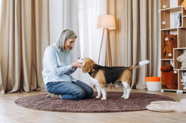 Mutlu son sınıf öğrencisi kadın halıya diz çöküp sevimli av köpeğini sıcak bir oturma odasında okşuyor. Evinde sevgi ve arkadaşlığın değerli anlarının tadını çıkarıyor. Aşk hayvanı konsepti