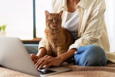Serbest çalışan kadın dizüstü bilgisayarında daktilo yazarken evinde kucağında zencefilli kedi oturuyor.