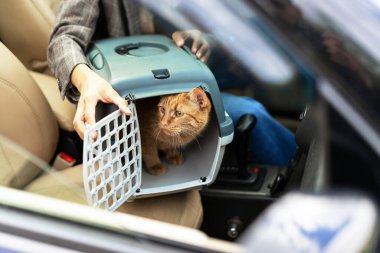 Sahibi bir arabanın içinde kedi taşıyıcı açıyor, meraklı bir kızıl kediyi ortaya çıkarıyor, heyecanlı ve macera için hazır.