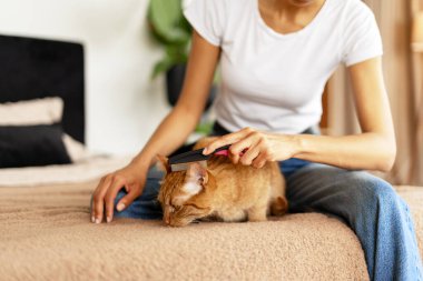 Genç bir kadın pireyle kızıl kedisini fırçalıyor, yatağa oturuyor, evcil hayvanının hijyenine bakıyor.