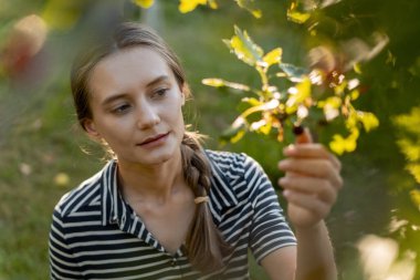 Genç bir çiftçi, altın saat boyunca meyve bahçesindeki böğürtlen bitkisini inceleyip olgunluk ve kalitesini kontrol ediyor.