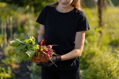 Eldiven giyen ve elinde hasat edilmiş turplarla dolu bir sepet tutan kadın çiftçi, canlı bahçenin tadını çıkarıyor.