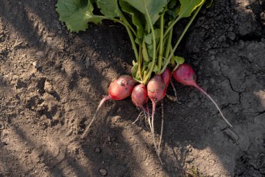 Tarlada yeşil yapraklı taze koparılmış turplar pazara çıkmaya hazır.
