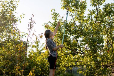 Genç bir kadın teleskopik budayıcı ile ağaç dallarını buduyor. Güneşli bir meyve bahçesinde. Yaz akşamının sıcak günbatımının tadını çıkarıyor.