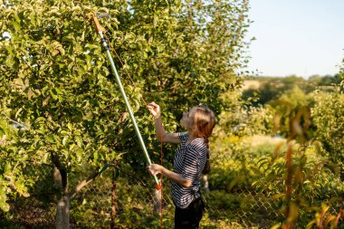 Bahçıvan, bahçe bahçesinde yaz hasadı sırasında uzun saplı toplayıcıyla ağaçtan meyve topluyor.