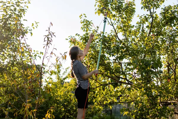 Genç bir kadın teleskopik budayıcı ile ağaç dallarını buduyor. Güneşli bir meyve bahçesinde. Yaz akşamının sıcak günbatımının tadını çıkarıyor.