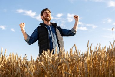 Mutlu çiftçi kollarını kaldırarak, göz kamaştırıcı altın buğday tarlasının ortasında parlak mavi gökyüzünün sıcaklığının tadını çıkarıyor.