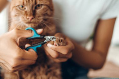 İlgili genç bir kadının yatakta oturup özel bir makas kullanarak kızıl kedi pençelerini nazikçe budaması. Evcil hayvanlar, bakım ve insan yaşam tarzı konsepti