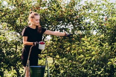 Genç çiftçi kadın meyve bahçesindeki bir ağaçtan taze kiraz topluyor hasat mevsiminde, bir merdivenin üzerinde duruyor ve elinde bir kupa ve kova tutuyor.