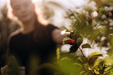Eldiven giyen çiftçi, altın saat boyunca güneşin sıcacık parıltısıyla yıkanan meyve bahçesindeki bir ağaç dalından olgun kırmızı kirazları nazikçe topluyor.