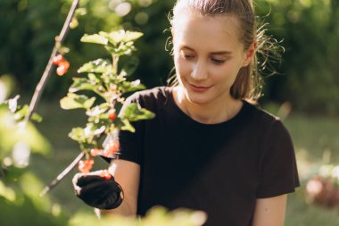 Siyah eldiven giyen genç kadın çiftçi, güneşte kavrulmuş meyve bahçesindeki bir çalılıkta üzümlü üzümleri incelerken, sıcak yaz gününün tadını çıkarırken aynı zamanda kaliteyi ve tazeliği sağlıyor.