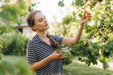 Genç bir kadın, güneşli bir bahçedeki bir daldan nazikçe kuşüzümü topluyor, çalışmalarının meyvelerini canlı yeşillikler arasında yiyor. Yiyecek konsepti