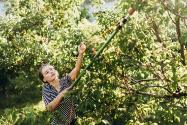 Güneşli bir meyve bahçesindeki bir ağaçtan kayısı toplamak için meyve toplama aleti kullanan kadın bahçıvan verimli meyve toplama tekniklerini gösteriyor. Hasat konsepti
