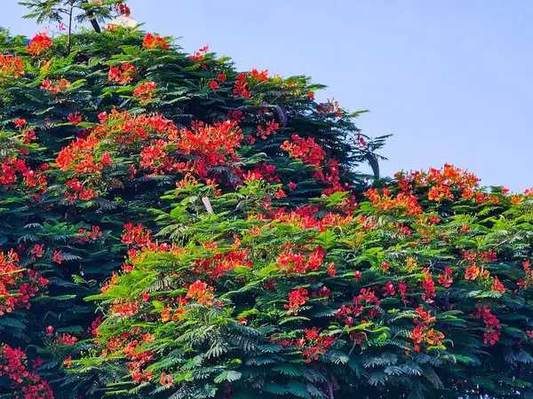 tree with many red flowers in spring