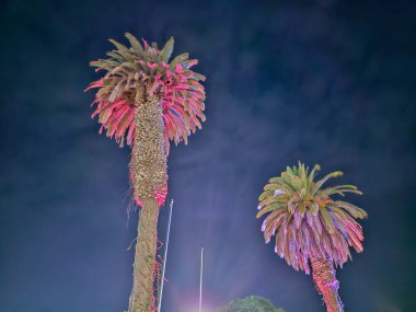 Bir lunaparkta, gece lambalarıyla aydınlatılmış ağaçlar..