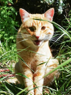 Ormandaki konak bahçelerini keşfeden kedi.