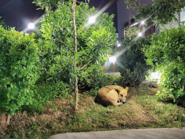 Eğlence parkının bahçesinde dinlenen bir köpek.
