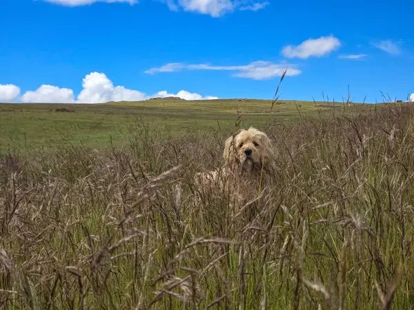 Andean otlarıyla çayırların ortasında yürüyen bir köpek.