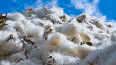 Büyük ölçekli tarımsal üretim alanlarında üretilen pamuk işleme tesisi