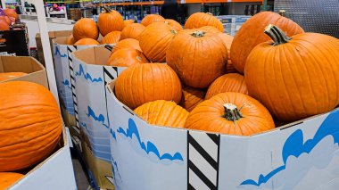 Cadılar Bayramı için balkabağı ve dekoratif nesnelerin görüntüsü