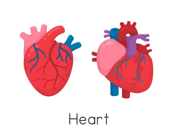 Καρδιά Αντιμετωπίζει Μπροστά Και Πλευρά Kawaii Doodle Επίπεδη Απεικόνιση Φορέα — Διανυσματικό Αρχείο