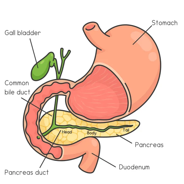 胃や膵臓の図科学のテーマでかわいいドードルベクトル漫画 — ストックベクタ