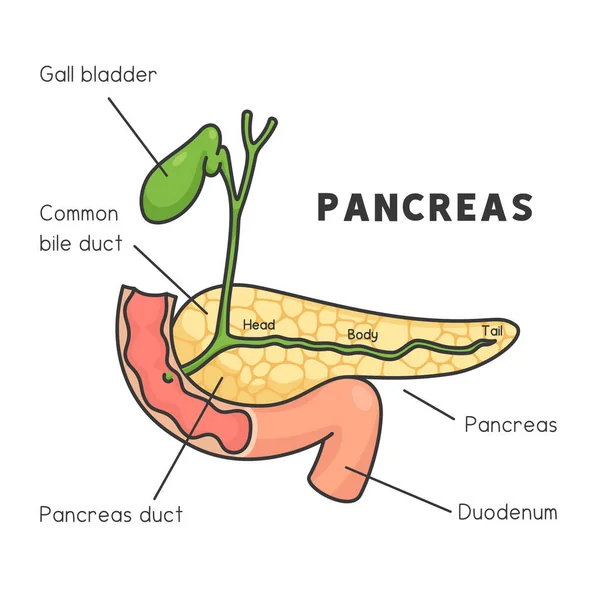 膵臓と胆嚢は小腸の図から突出科学の科目かわいいドードルベクトル漫画 — ストックベクタ