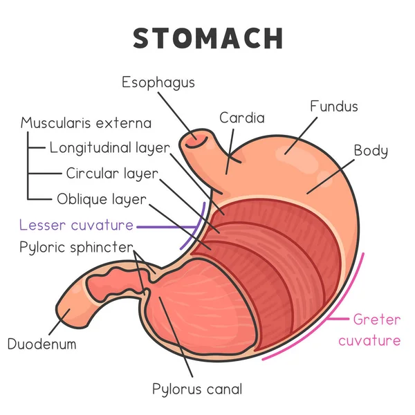 科学分野の胃図の構成要素と層かわいいドードルベクトル漫画 — ストックベクタ