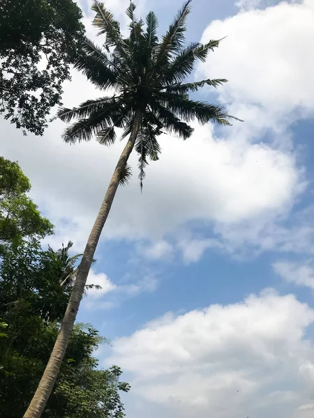 Stock image Coconut tree isolated with blue sky