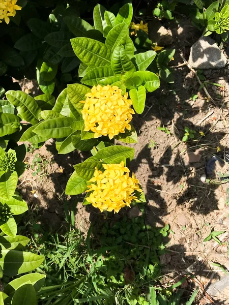 Ixora Κίτρινο Λουλούδια Πλήρη Άνθιση — Φωτογραφία Αρχείου