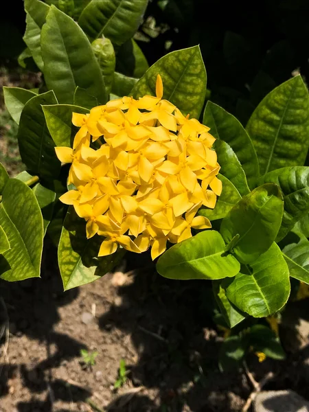 Yellow Ixora Flowers Full Bloum — стоковое фото