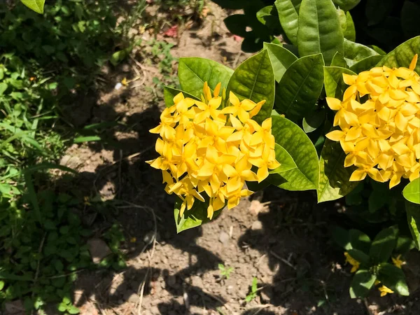 Gelbe Ixora Blüten Voller Blüte — Stockfoto