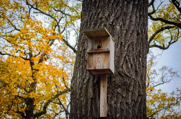 ツリー上の鳥の家 — ストック写真