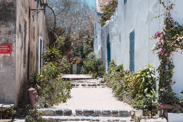 Çiçekli ve saksılı sokak, Gore Adası, Senegal.