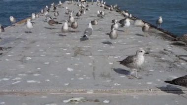 Portekiz 'in Portimao kentindeki Arade Nehri' nde yüzen bir platformun tepesindeki büyük bir martı grubu. Kamera yaklaştıkça martılar kaçmaya başlar..