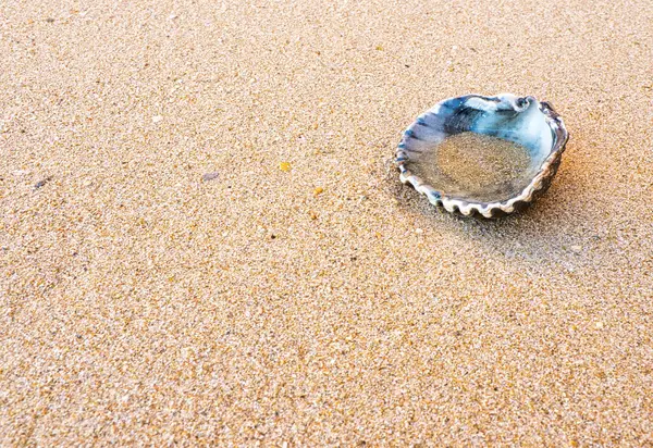 Seashell Serenity: Shell on the Seashore Filled with Ocean\'s Embrace.
